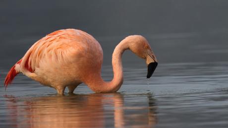 Er ist immer noch da: der Flamingo im schwäbischen Donaumoos. Seit drei Jahren wird er immer wieder von Spaziergängern und Vogelenthusiasten gesichtet.
