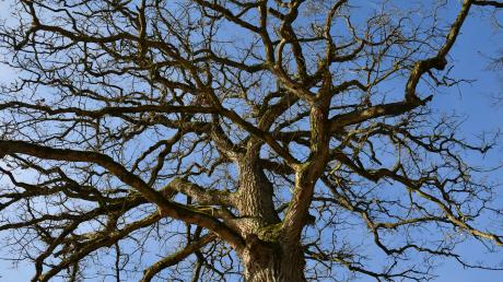 Der Erhalt großer und langlebiger Bäume auf Privatgrundstücken in Wertingen wird gefördert.
