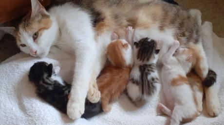 Auch um die Katze Miss Mimi und ihre Kinder kümmert sich der Kissinger 
Verein "Katzen ohne Heimat".