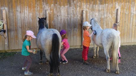 Kinder lieben den Kontakt zu Ponys. Die Waldreitschule St. Anna bietet dazu Gelegenheit bei zwei VHS.Kursen für Fünf- bis Zwölfjährige.      
