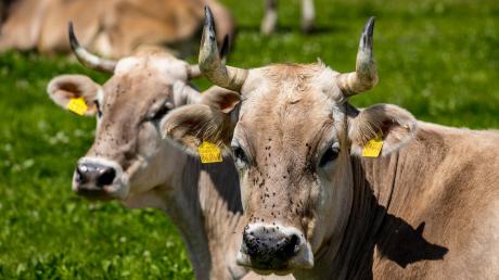 Auch um den Zusammenhang zwischen Grünlanderhalt, Biodiversität und Klimaschutz durch die Haltung von Rindern und dem Verzehr von deren Fleisch geht es beim Landwirtschaftstag des Bund Naturschutz in Wartaweil.