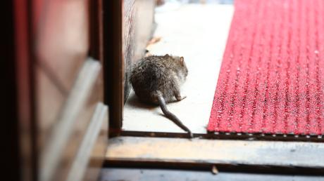 In dieser Woche finden im Zusamtal wieder Rattenbekämpfungen statt.