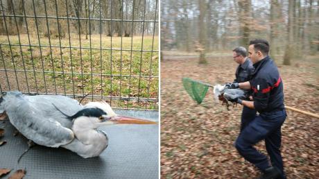 Die Augsburger Berufsfeuerwehr hat am Dienstagmorgen einen Graureiher in der Prof.-Steinbacher-Straße gerettet. Ein Anwohner hatte einen verletzten Storch gemeldet.