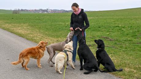 Nicole Mayr bietet einen Dog-Walking- und Haustierservice an. Im Bild ist sie mit fünf Hunden auf den Wegen um Dettenhofen unterwegs. 