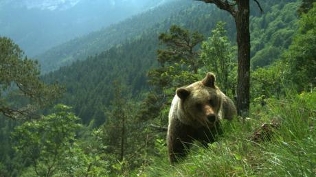 In Norditalien sind Braunbären heimisch. Touristen am Gardasee begegnen den tieren immer wieder.