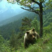 In Norditalien sind Braunbären heimisch. Touristen am Gardasee begegnen den tieren immer wieder.