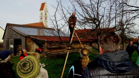 Harald Sandler stieg in die Baumkrone, um den Baumschnitt allen zu zeigen
