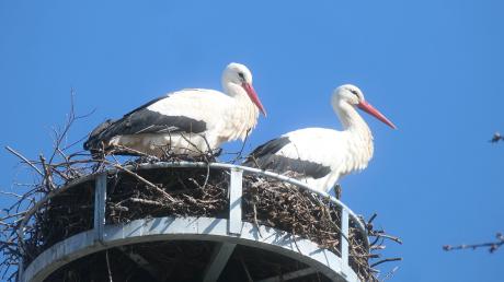 Die Störche sind wieder da und suchen nach Nistplätzen. Dieses Paar in Pfaffenhausen kann sich über ein frisch renoviertes Nest auf einem Strommast freuen.