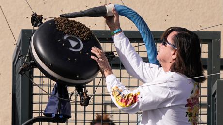 Ein Imker saugt mit einer Art Staubsauger Bienen ein. Diese hatten sich während des Spiels zwischen Alexander Zverev  und Carlos Alcaraz auf dem Tennisplatz breitgemacht. 