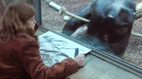 Selbstvergessene Kritzelei: Die Künstlerin Anja Güthoff zeichnet den Schimpansen Coco im Augsburger Zoo.