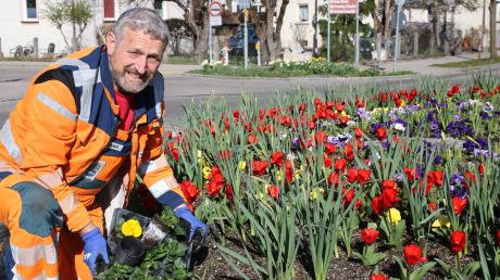Rundbeete an den Kreisverkehren in Bad Wörishofen Andreas Honner pflanzt pflanzt Stiefmütterchen 
