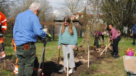 Schüler, Eltern, Bauhof und Bund Naturschutz halfen beim Hecke pflanzen alle zusammen.