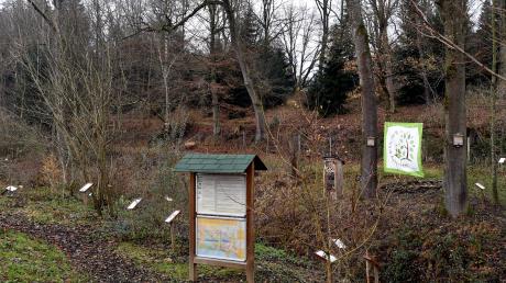 Im Aystetter Schulwald müssen abgestorbene Eschen entfernt werden. 