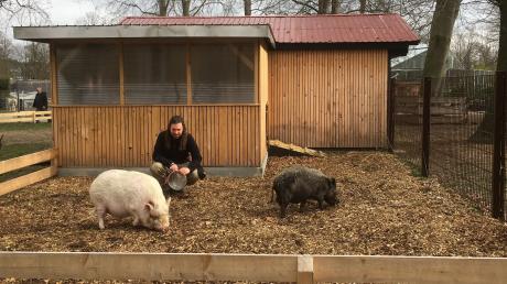 Willkommen - die Minischweine und Tierpflegeleiter Andreas Gerstenberger im neuen Vorgehege.