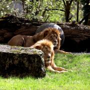 Die Löwenbrüder Dunay (vorn) und Altai aus dem Augsburger Zoo durften am Mittwoch das erste Mal aufs Außengehege.