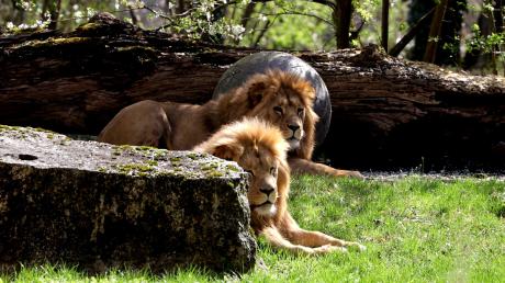 Die Löwenbrüder Dunay (vorn) und Altai aus dem Augsburger Zoo durften am Mittwoch das erste Mal aufs Außengehege.