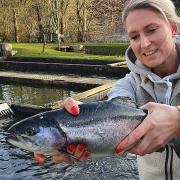 In der Fischzucht ist in der Karwoche Hochkonjunktur. Katarina Reile zeigt eine Regenbogenforelle.