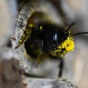 Eine Biene mit einem Kopf voll gelber Pollen. 