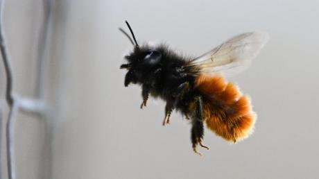 Wildbienen sind unter anderem Thema bei der 30. Vortragsreihe der Ulmer Universitätsgesellschaft.