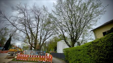 An der Reuttier Straße zwischen dem Zypressenweg und der Straße "Am Vorgraben" sind wegen der Baustelle mehrere Bäume in Gefahr, befürchtet eine Anwohnerin. 