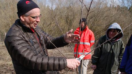 Dr. Christoph Köhl (das Foto zeigt ihn bei einem Obstbaum-Schnittkurs im Jahr 2015) will nach mehr als 20 Jahren die Leitung des Obst- und Gartenbauvereins Windach abgeben.