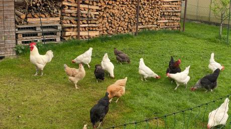Hühner beim Auslauf im Garten von Franz Martin in Biberbach. 