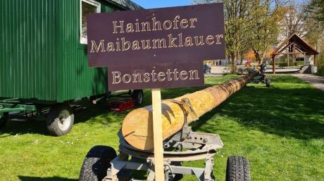 Tag und Nacht bewachten die "Hainhofer Maibaumklauer" den aus Bonstetten gestohlenen Baum von ihrem Bauwagen aus.
