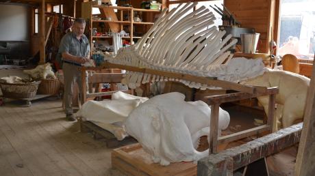 Im Auftrag eines privaten Museums setzt Tierpräparator Hans-Peter Schlumpp das Skelett eines Afrikanischen Elefanten zusammen.