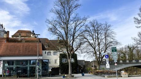 Der Bergahorn-Baum an der Roßschwemm-Treppe am Neuburger Donaukai steht nicht mehr sicher und muss gefällt werden.