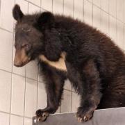 Kragenbär Franz wird bis voraussichtlich Frühjahr 2026 im Augsburger Zoo leben.
