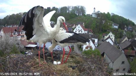 Mit Hilfe einer Kamera können die Störche im Nest in Welden auf der Homepage der Gemeinde in voller Aktion bewundert werden.
