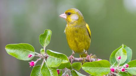 Am 9. Mai startet wieder die Stunde der Gartenvögel. Das Foto zeigt einen Grünfink.