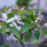 So schön es auch aussieht: Die frühe Blütezeit in diesem Jahr kann die Obsternte gefährden. Apfelblüten vertragen Frost nur schlecht.