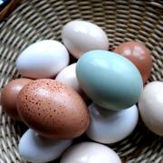 Unterschiedliche Farben haben die Eier eines Hobbyzüchters.