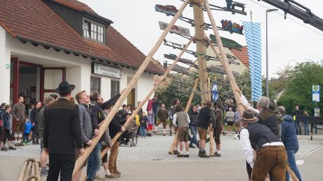 Mit Muskelkraft stemmten Männer im vergangenen Jahr im Aichacher Ortsteil Unterwittelsbach einen Maibaum in die Höhe. Auch in diesem Jahr werden die Maibäume mancherorts per Hand aufgestellt.