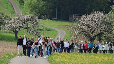 Im Mai führen Wallfahrten durch die blühende Landschaft. Hier kommen die Neuburger Pilger aus dem Gietlhausener Wald auf dem Weg zur Heilig-Kreuz-Kirche Bergen. 