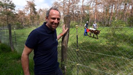 Umweltminister Thorsten Glauber hat auf seinem Streifzug durch die Königsbrunner Heide die Pinzgauer Rinder entdeckt.