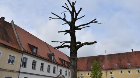 Trauriger Anblick: Die auf den Münsterplatz vor dem Kaisheimer Rathaus verpflanzte Eiche erhielt einen Radikal-Baumschnitt, treibt aber noch immer nicht aus.
