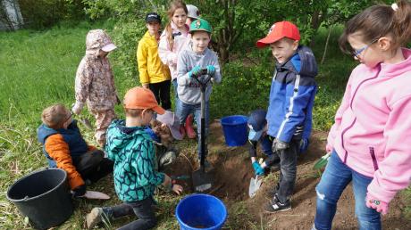 Für einen "Käferkeller" graben Grundschulkinder aus den Klassen 1B  und 2B der St. Franziskus-Schule in Neuburg ein Loch.
