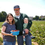 Nadine und Philipp Staib mit ihrem Sohn beim Erdbeerpflücken in Lechhausen.