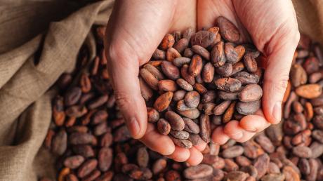 Der Preis für eine Tonne Kakaobohnen ist innerhalb kurzer Zeit explodiert. Einer von vielen Faktoren, die Einflüsse auf die Wirtschaft im Kreis Neu-Ulm haben. 