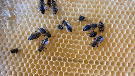 Die Polizei sammelt Hinweise zum Diebstahl eines Bienenkastens.