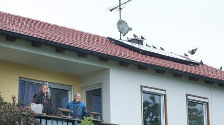 Auf dem Speicher von Petra Supica und Werner Vogt vom Lebenshof Hohenwart an der B17 leben rund 60 Tauben. 