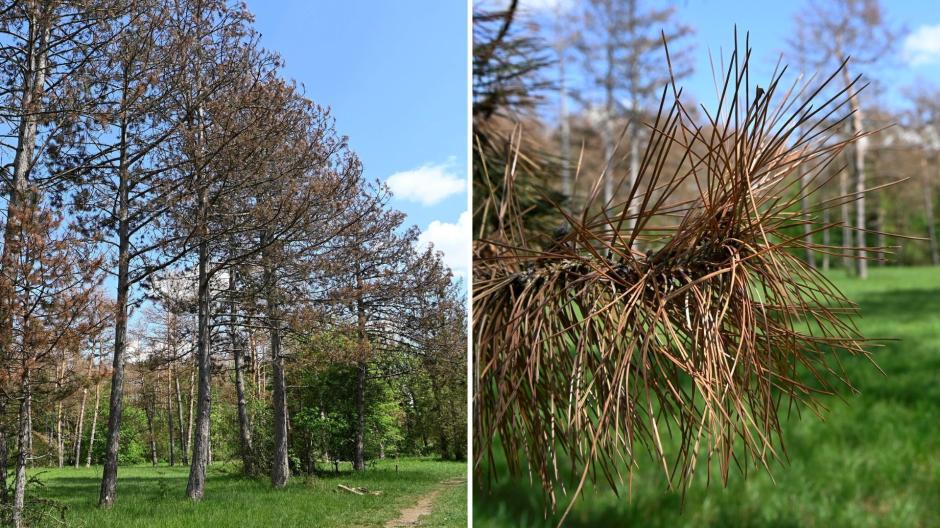 Der Zustand der Kiefern in der Königsbrunner Heide beunruhigt die Augsburger Forstverwaltung.