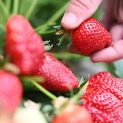 Noch nicht alle Erdbeeren sind reif, aber die ersten Früchte der Frühsorten können bereits gepflückt werden.