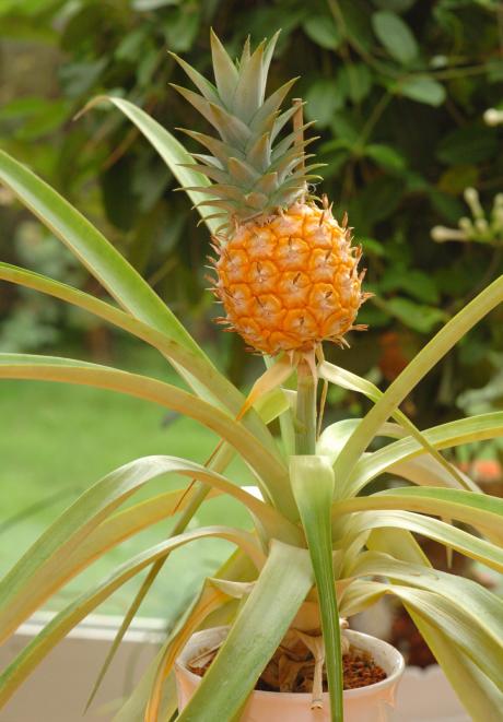 A new ornamental plant can grow from a pineapple stem.