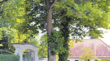 Zwei etwa 100 Jahre alte Linden hinter dem Eingangstor bilden den Beginn einer kleinen Allee auf dem Bächinger Friedhof.  