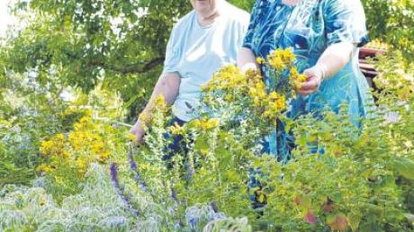 Wie viele andere Frauen im Landkreis binden Annelies Libera (links) und Lisa Weindl Kräuterbuschen. Einige Pflanzen zieht sie im eigenen Garten.  