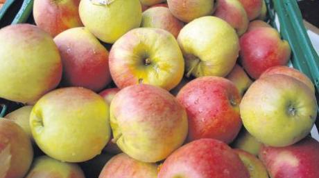 Da lacht das Herz des Obstliebhabers: Äpfel en gros und en détail gab es am gestrigen Sonntag beim Apfel- und Kartoffelmarkt in Bächingen, der trotz des regnerischen Wetters sehr gut besucht war. 