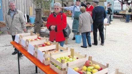 Beim dritten Apfelfest in Holzheim werden unter anderem vielerlei Apfelsorten zum Probieren oder Kaufen bereitgestellt.   